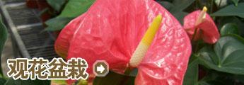 栏目介绍 -观花盆栽