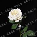 玫瑰