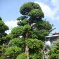 日本罗汉松