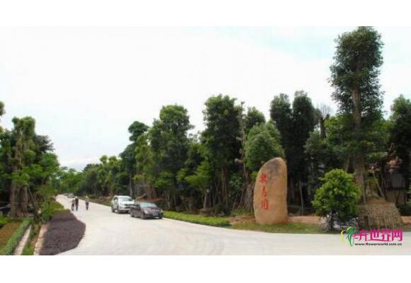 福建漳浦：去年花木交易6亿元 
