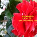 茶花 超级南天武士
