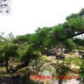 黑松