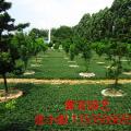 玉龙草