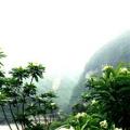 海芒果