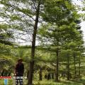 细叶榄仁