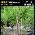 双荚槐