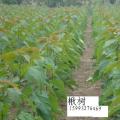 其它松柏杉竹