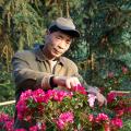 西洋杜鹃远嫁中国映山红