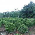非洲茉莉