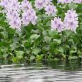 水葫芦