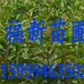 杜英