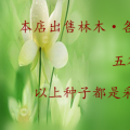 滇朴