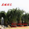 加拿利海枣