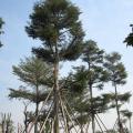 小叶榄仁