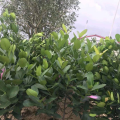 福木