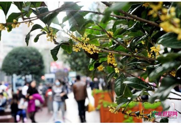 上海植物园早银桂初开 与市民相伴度中秋