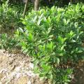 非洲茉莉