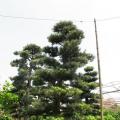 日本罗汉松