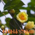 金花茶