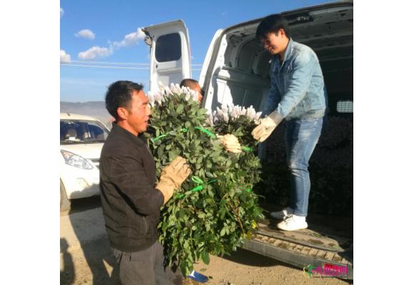 七夕节来临:昆明斗南花市鲜花价格冰火两重天 七夕节来临:昆明斗南花市鲜花价格冰火两重天
