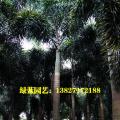 狐尾椰子