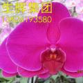 蝴蝶兰