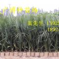 龙鳞榈