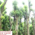 香樟