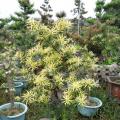 黄芽罗汉松