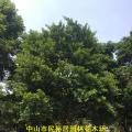 和顺树