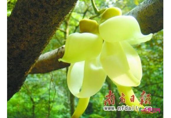 广州：300多岁“禾雀花王”申报吉尼斯 