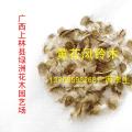 黄花风铃木