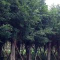 细叶榕