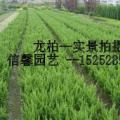 龙柏