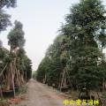 多宝树 子母树 单杆