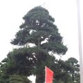 罗汉松