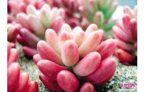 天津：国庆“多肉植物”旺销成送礼流行