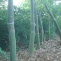 发财树
