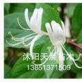 其它观花植物