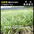 沿阶草