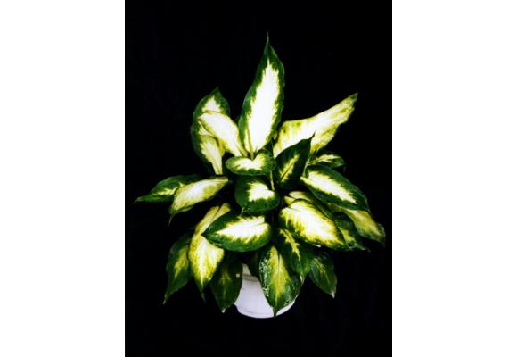 白玉黛粉叶