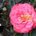 茶花  洪福