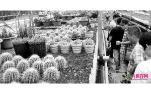 武汉多肉植物“萌”出亿元市场 7成市场遭外地分食 武汉多肉植物“萌”出亿元市场 7成市场遭外地分食