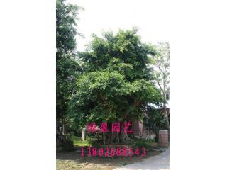 榕树