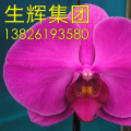 蝴蝶兰