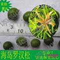 海岛罗汉松
