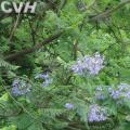 蓝花楹