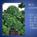 榕树盆景