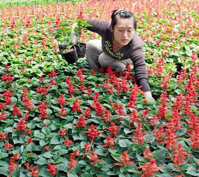 抚顺：马金村发展花卉种植 成功打入外地市场（图）