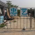 台湾苏铁